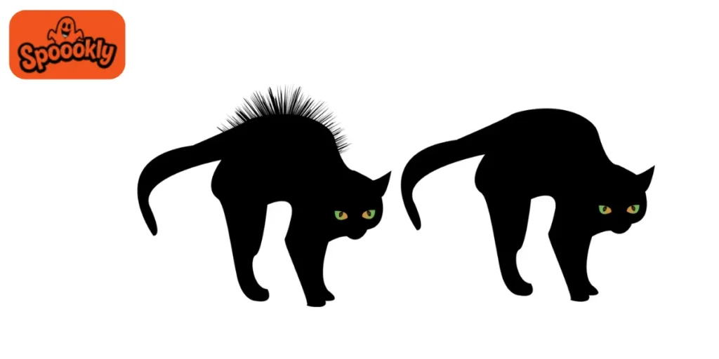 Black Cat with Arched Back