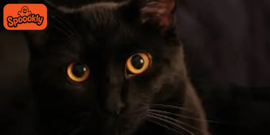 Gothic & Dark Fantasy Halloween Cat Names