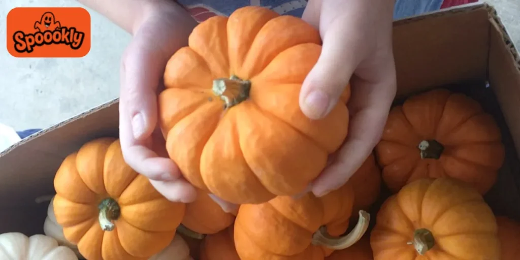 Pumpkin Hunt