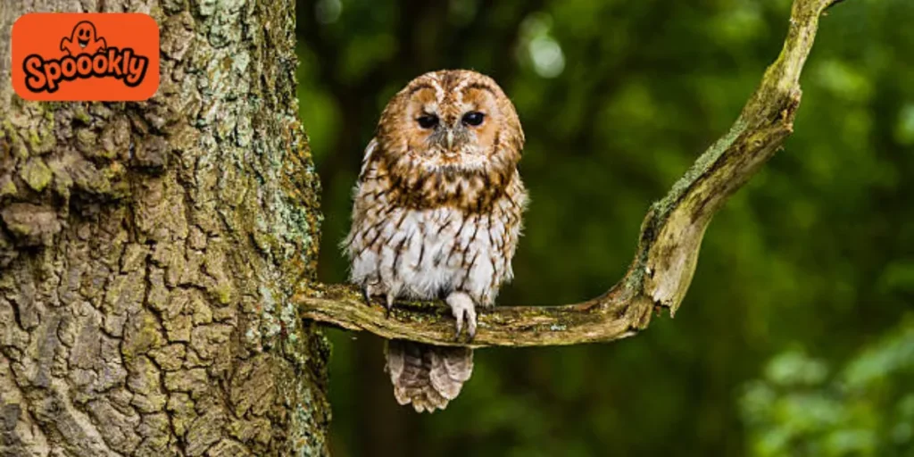Owl on a Branch